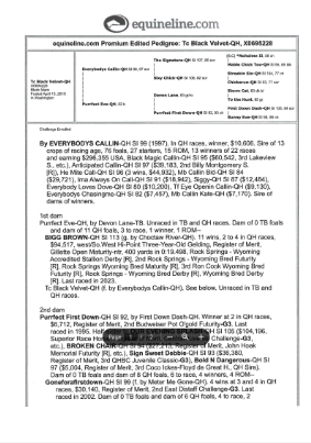TC BLACK VELVET (Wyoming Accredited Mare In Foal)