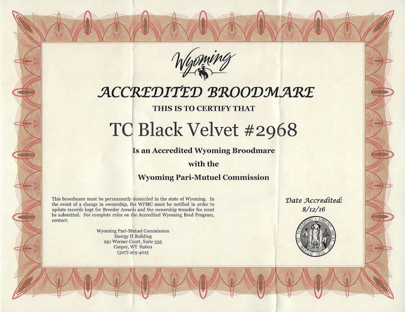 TC BLACK VELVET (Wyoming Accredited Mare In Foal)