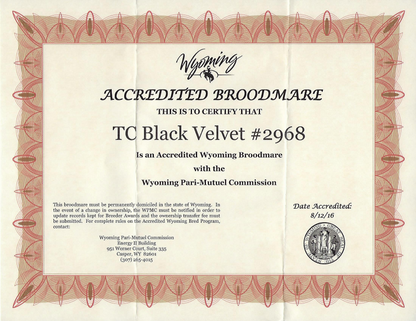 TC BLACK VELVET (Wyoming Accredited Mare In Foal)