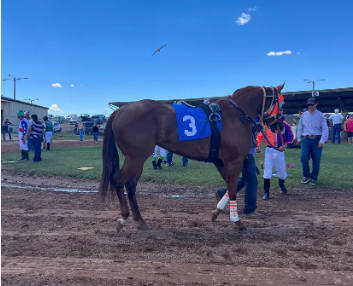 Flying Cowboy x Perfect Practice ( Foal In Utero )
