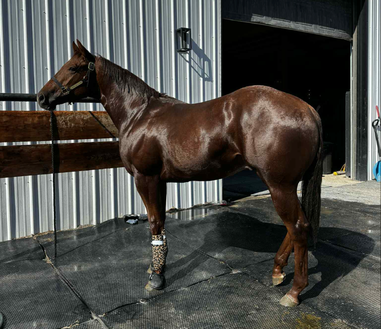 Yearling Breaking