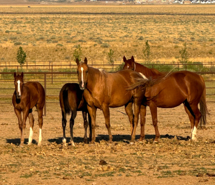 Utah Mare Care