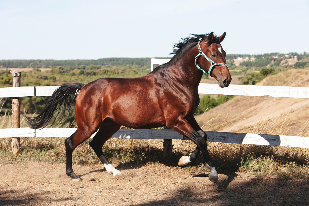 most-expensive-horse-breeds-holsteiner